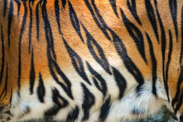Fototapeten Tigermuster / Schöne echte Bengal Tiger Textur Haut schwarz orange Streifenmuster für den Hintergrund © Bigc Studio