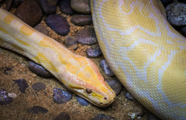 Naklejka premium Golden python yellow snake lying on ground / Albino burmese python