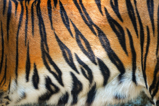 Tiger pattern / Beautiful real bengal tiger texture skin black orange stripe pattern for background