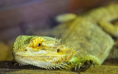bearded dragons lying on ground  - australian lizard kind or desert lizard