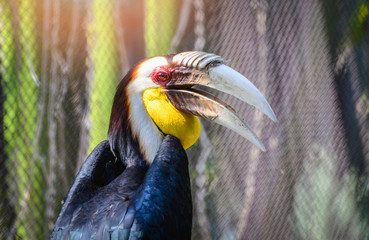Wreathed hornbill big beak colorful bird sitting on branch tree in the national park