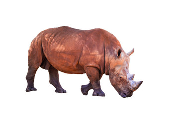 Fototapeta premium Rhino isolated on white background