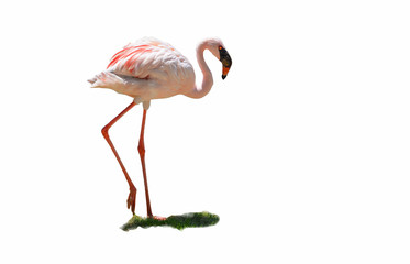 white pink greater flamingo big bird walking isolated on white background