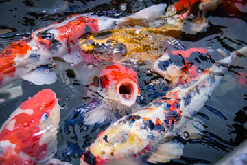 Obraz na płótnie Canvas Colorful fancy koi fish on the surface water / carp fish swimming