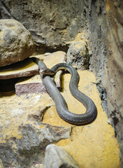 King cobra lying on the rock ground / Ophiophagus hannah