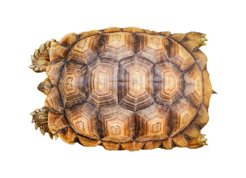 Tortoise Shell Pattern Images – Browse 8,376 Stock Photos, Vectors, and Video | Adobe Stock