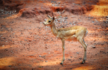 Young african Thomson Gazelle in the wildlife sanctuary / Eudorcas thomsonii