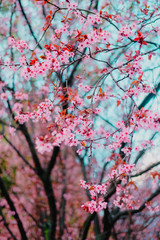Fototapeta premium Spring blossom tenderness. Bright flowers of cherry plum tree on background of blue sky. Cyan pink color contrast