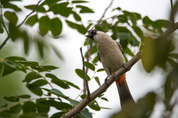 A littel bird looking out with stand oon green tree.