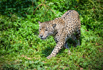 Tiger leopard jaguar animal wildlife hunting