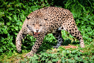 Fototapeta na wymiar Roar tiger leopard jaguar animal wildlife hunting