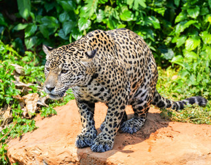 Tiger leopard jaguar animal wildlife hunting