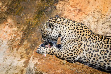 jaguar animal hunting eating its prey / tiger eats raw meat on nature wildlife national park