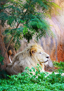 Male white lion lying relaxing on grass field safari / king of the Wild lion pride