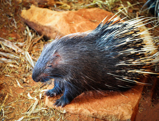 Porcupine nocturnal animals / Other names Malayan Porcupine Large , Hystrix brachyura
