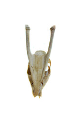 Bone goat animal skull isolated on white background