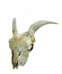 Bone horn goat animal skull isolated on white background