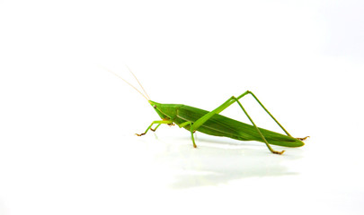 Conehead Grasshopper green isolated on white background / Ruspolia nitidula