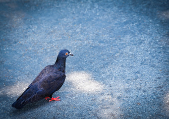 Black pigeon walking on floor in the park