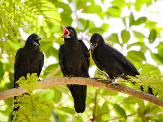 Three carrion crow on branch tree with nature green background