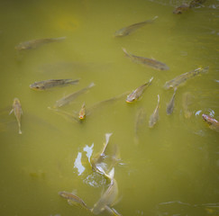 Tilapia fish swimming on surface in the water river live in nature for oxygen in summer day