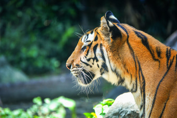 Fototapeta na wymiar bengal - royal tiger / close up of head tiger looking for prey in the national park