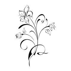Obraz na płótnie Canvas decorative flower with buds on stem with curls in black lines on white background