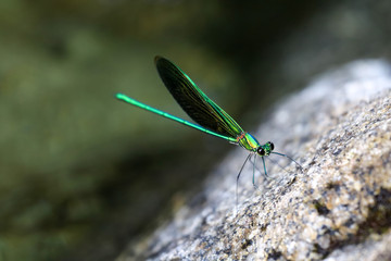 Beautiful green damselflies on a rock in waterfall ,Thailand. Common Green Broadwing