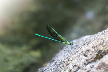 Beautiful green damselflies on a rock in waterfall ,Thailand. Common Green Broadwing