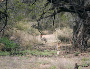 Four hares Antelope Jackrabbit (Lepus alleli) play in Saguaro National Park,  Arizona, US. Spring, march