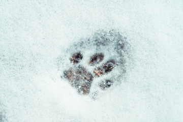 Single cat pawprint in the snow