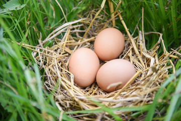 Chicken eggs in basket nest with green grass background