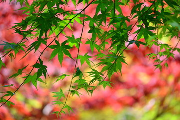 色とりどりの背景と風に揺れる新緑