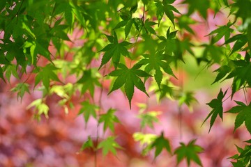 色とりどりの背景と風に揺れる新緑