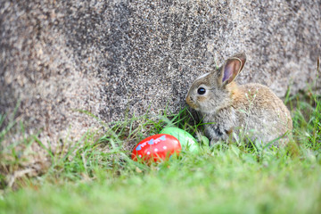 Easter bunny and Easter eggs on green grass outdoor