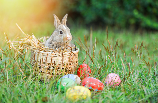 Easter bunny and Easter eggs on green grass field spring meadow