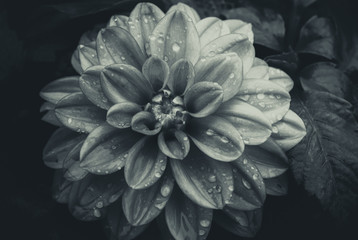 Beautiful Dahlia Flower with Waterdrops on Black Background, Black and White style