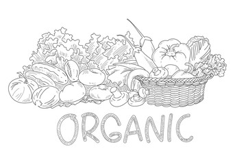 Drawing Vegetable, vector