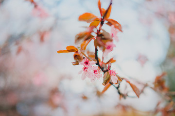Spring blossom. Pink flowers of cherry plum tree.