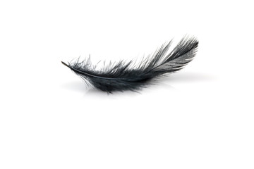 Black feather on white