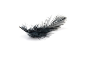 Obraz premium Black feather on white