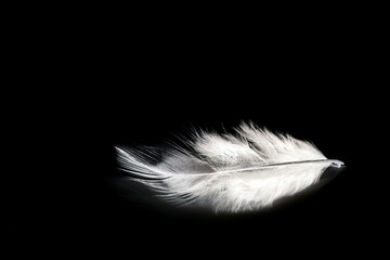 Black feather on white
