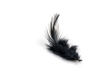 Black feather on white