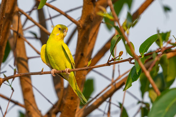 Yellow shell parakeet perching on a perch