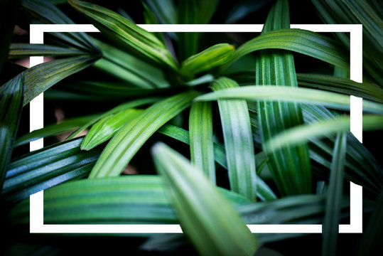 palm leaves tropical plant close up green leaf in the jungle foliage on dark background