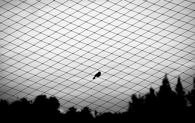 bird alone images, Bird Netting, Sparrow trapped, A bird sitting on net