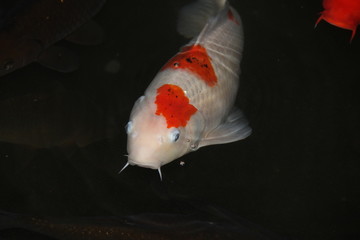 錦鯉(神奈川県)