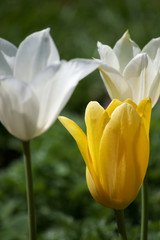 Obraz premium WHITE AND YELLOW TULIPS IN BLOOM