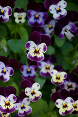 PURPLE AND YELLOW PANSIES