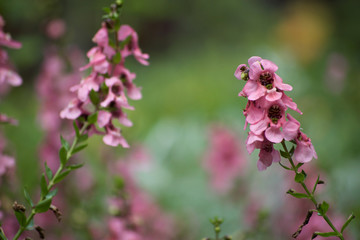 pink snapdragons blooming in a spring garden